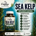 Sea Kelp .  alga marina