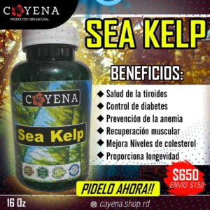 Sea Kelp .  alga marina